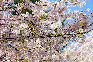 Cherry Blossoms in High Park, Toronto
