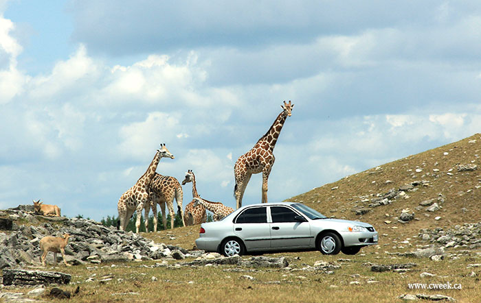 Can giraffe drive a car?