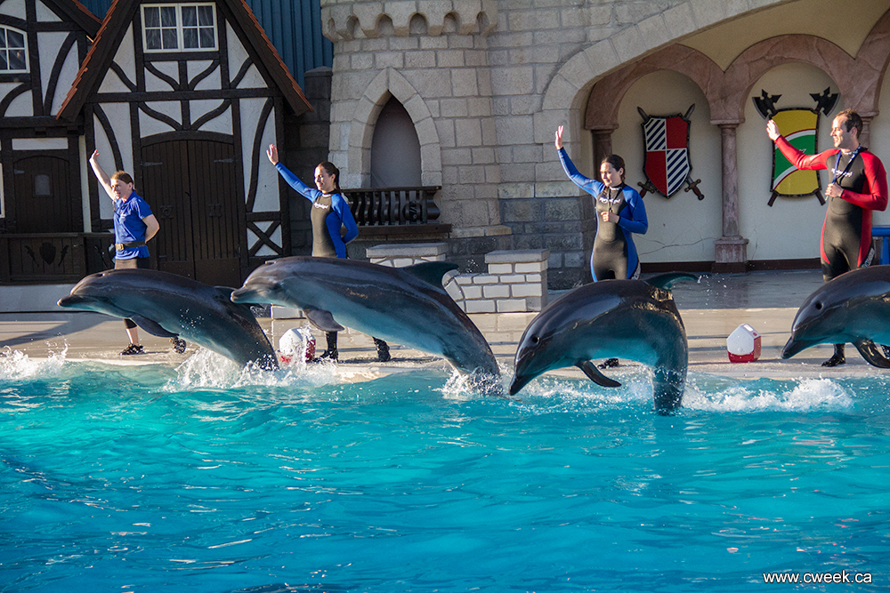 Dolphins in Marineland