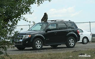 A monkey is riding a car