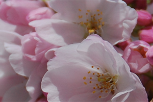 Vancouver Cherry Blossom Festival