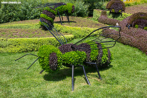 The insects garden
