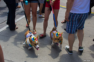 Dogs support WorldPride 2014
