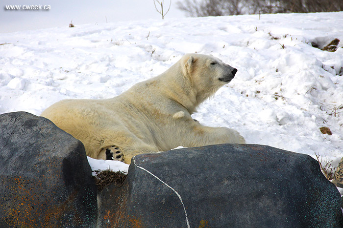 Polar bear in toronto zoo
