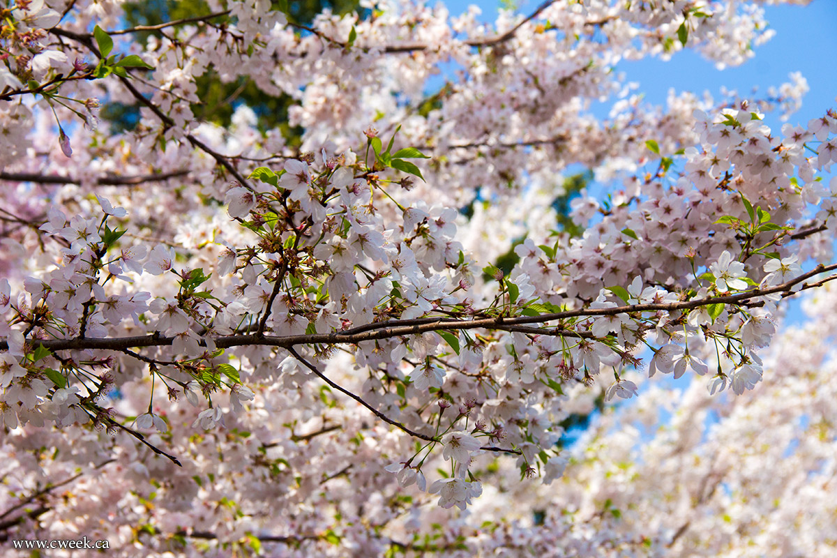 Cherry Blossoms in High Park, Toronto