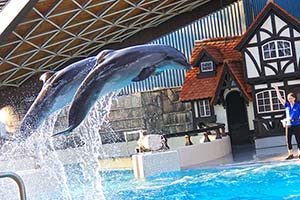 Dolphins at Marineland