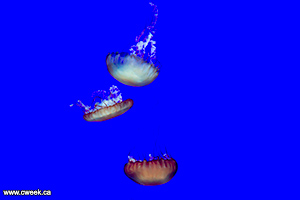 Jellyfish