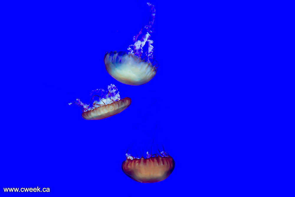 Jellyfish