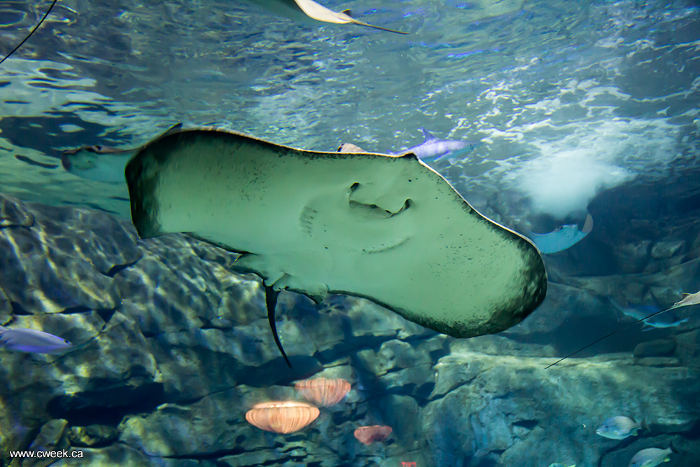 A Batoidea at the Ripley's aquarium