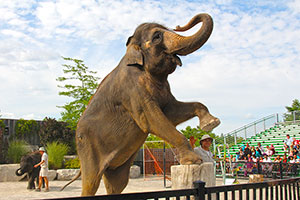 Elephants in African Lion Safari