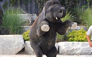 Elephants in African Lion Safari