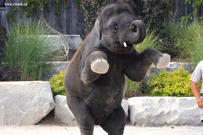 Elephants in African Lion Safari