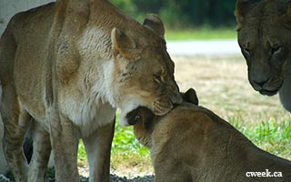 Lioness