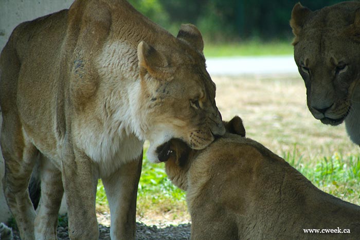 Lioness