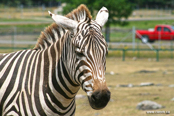 Zebra