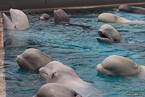 Beluga Whales