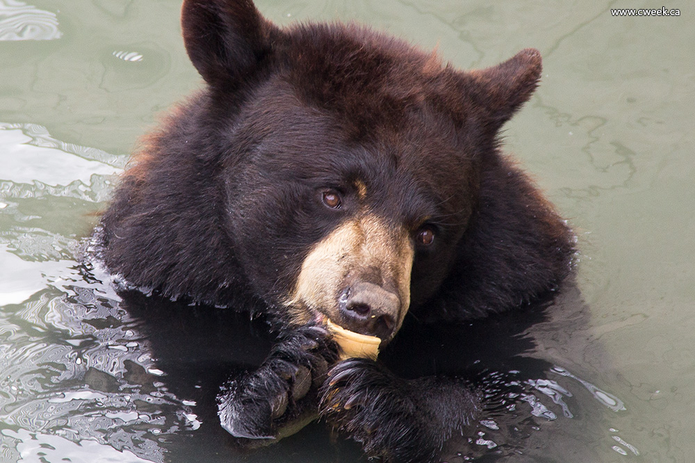 A bear at Marineland 