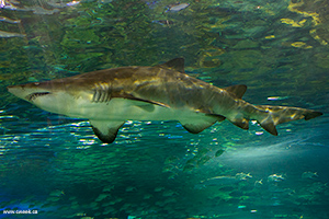 A shark at the Ripley's aquarium
