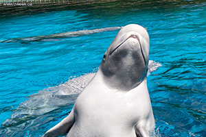 Beluga whale