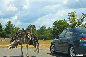 Ostrich as African Lion Safari