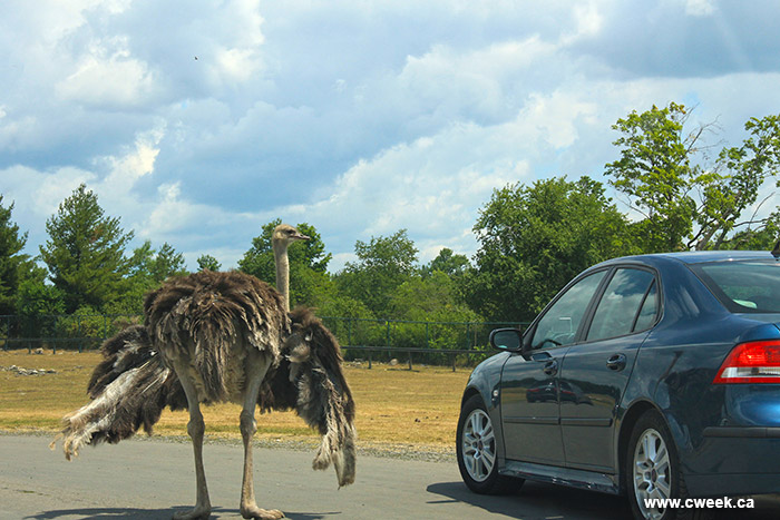 Ostrich as African Lion Safari