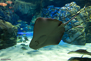 A Batoidea at the Ripley's aquarium