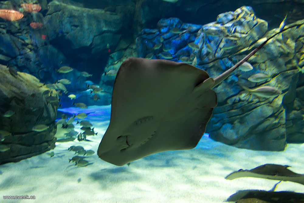 A Batoidea at the Ripley's aquarium