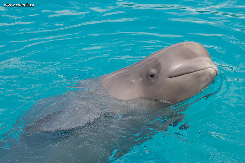 Beluga whale (MarineLand Canada)